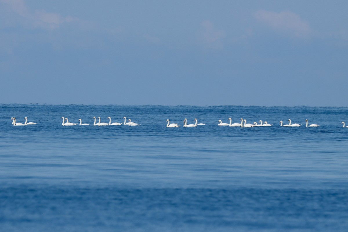 Mute Swan - ML620791676