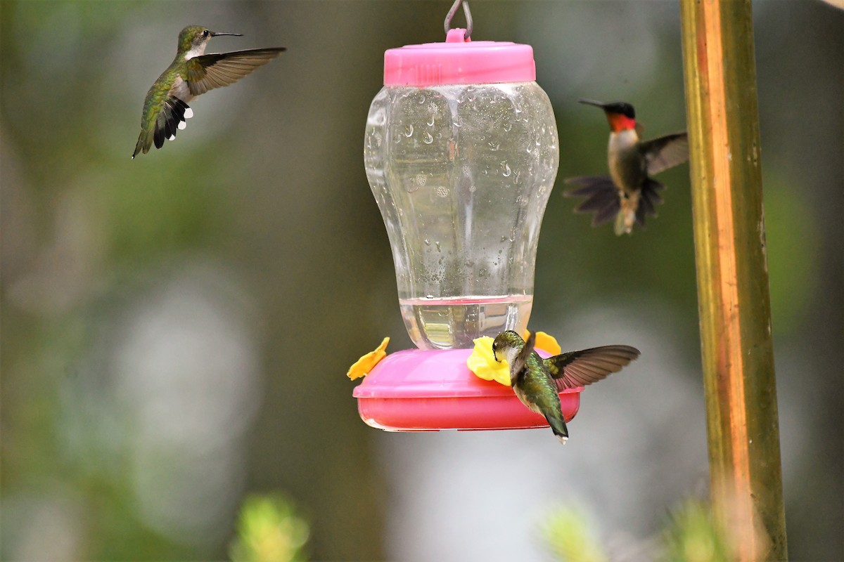 Ruby-throated Hummingbird - ML620791680