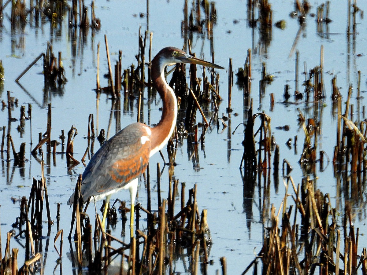 Tricolored Heron - ML620791682