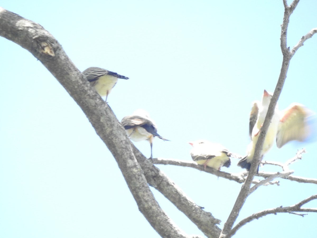 Scissor-tailed Flycatcher - ML620791683