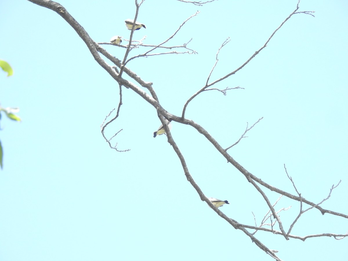 Scissor-tailed Flycatcher - ML620791685