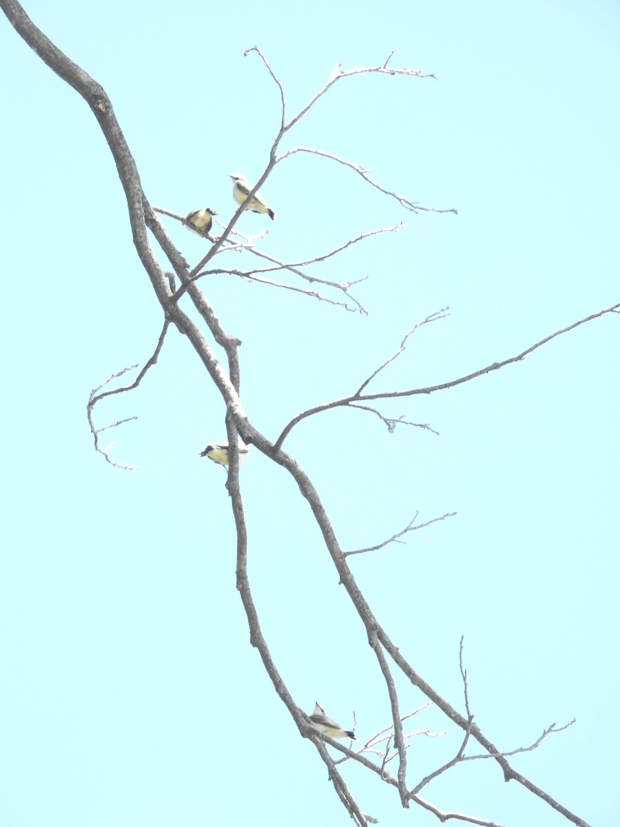 Scissor-tailed Flycatcher - ML620791686