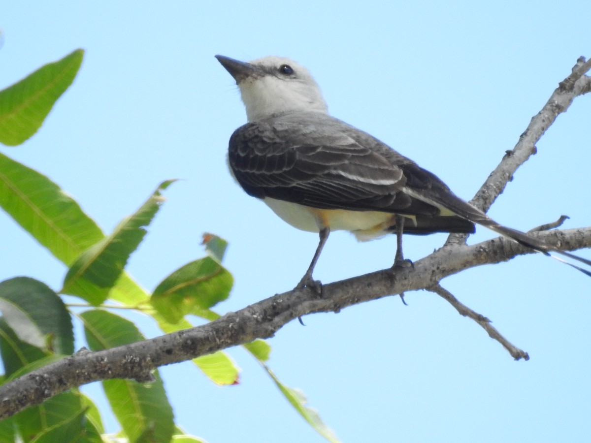 Scissor-tailed Flycatcher - ML620791687