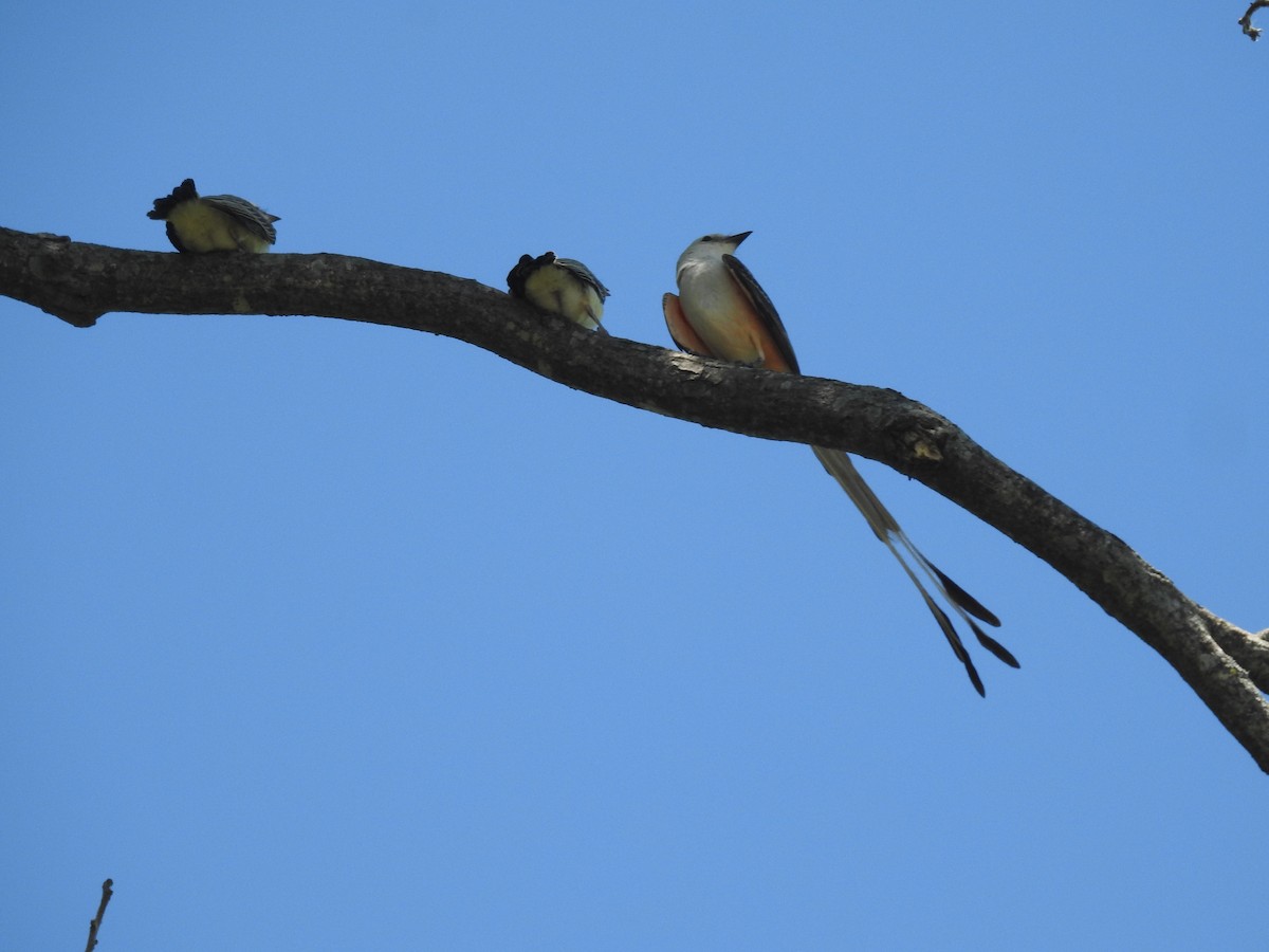 Scissor-tailed Flycatcher - ML620791689