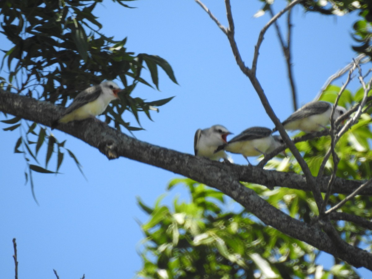 Scissor-tailed Flycatcher - ML620791690