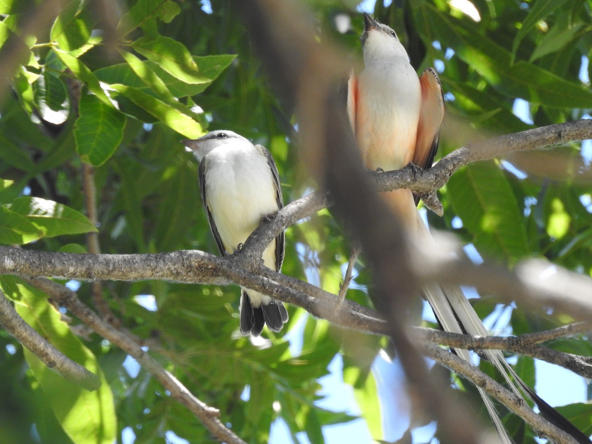 Scissor-tailed Flycatcher - ML620791692