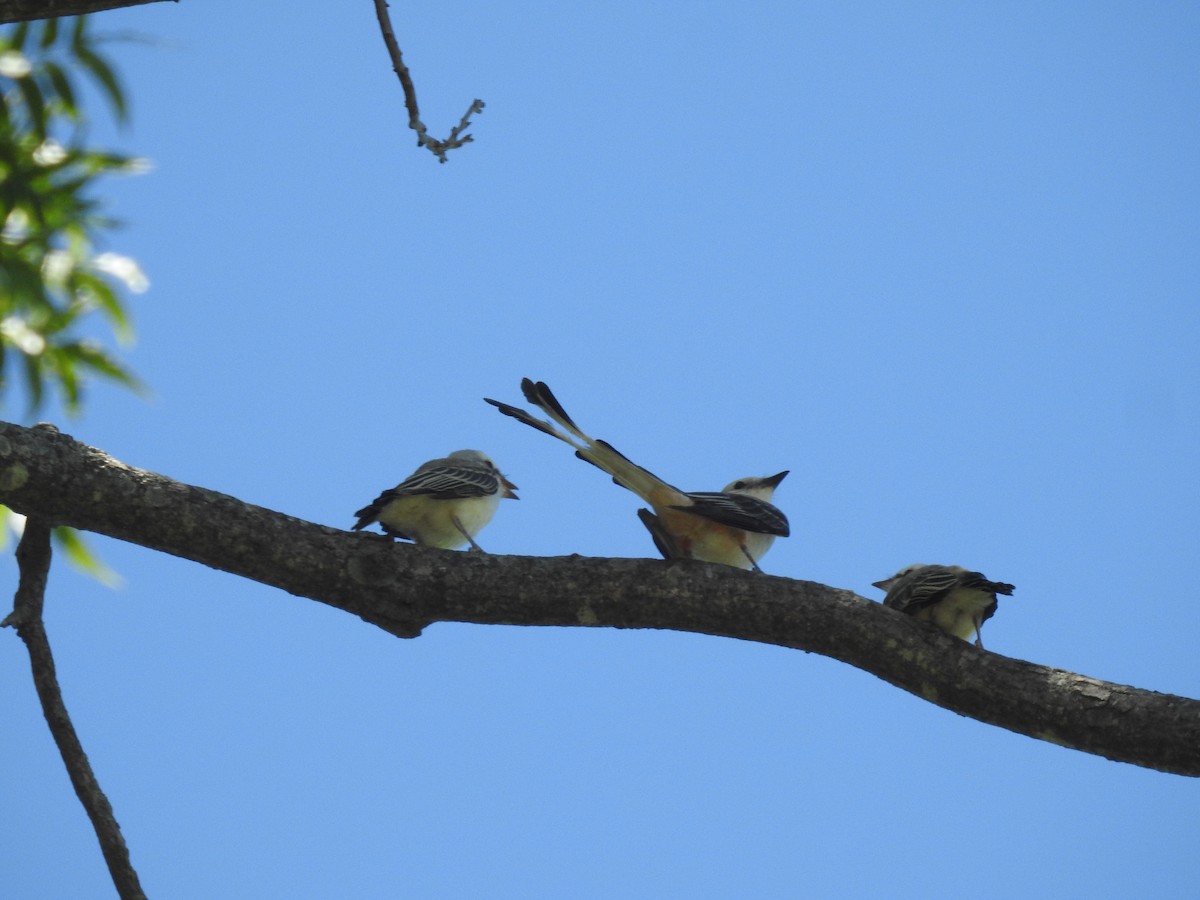 Scissor-tailed Flycatcher - ML620791693