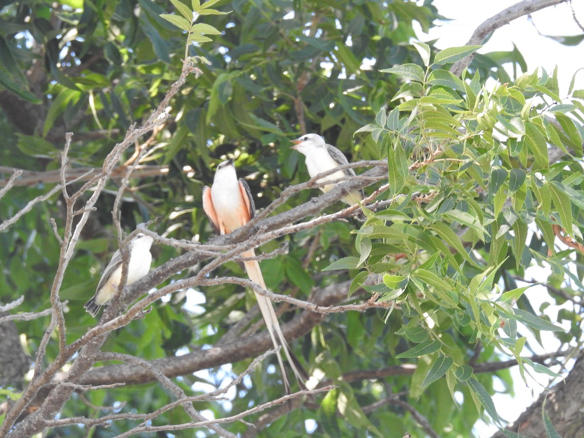 Scissor-tailed Flycatcher - ML620791695