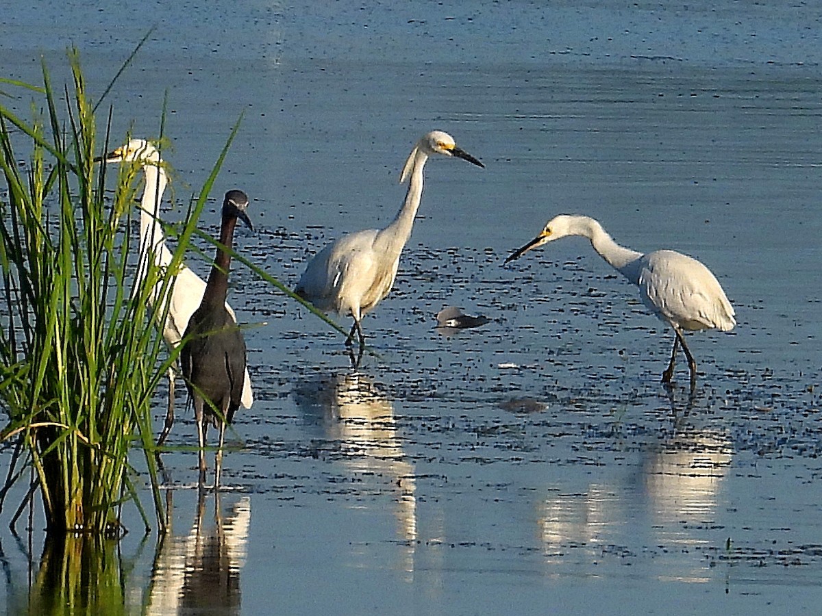 Snowy Egret - ML620791697