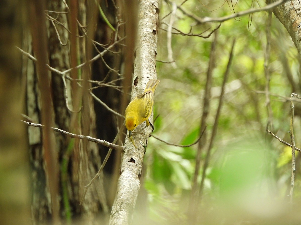 Yellow Warbler (Golden) - ML620791698