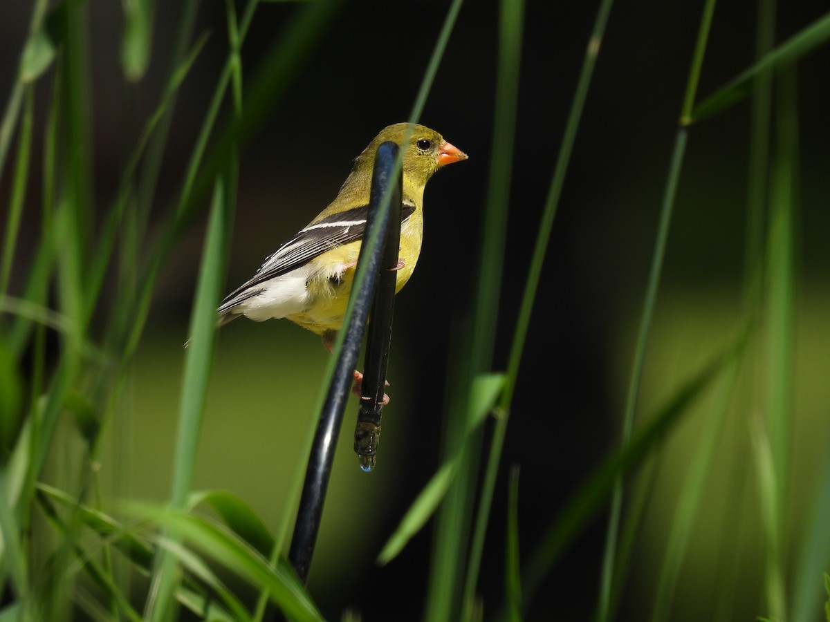 American Goldfinch - ML620791699