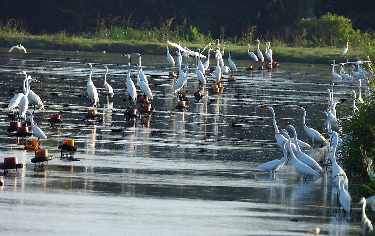 Great Egret - ML620791700