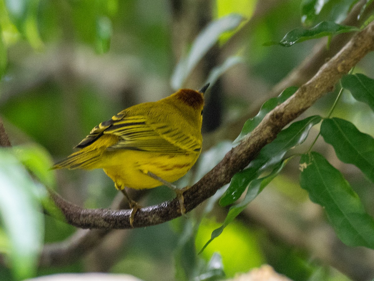 Yellow Warbler (Golden) - ML620791704