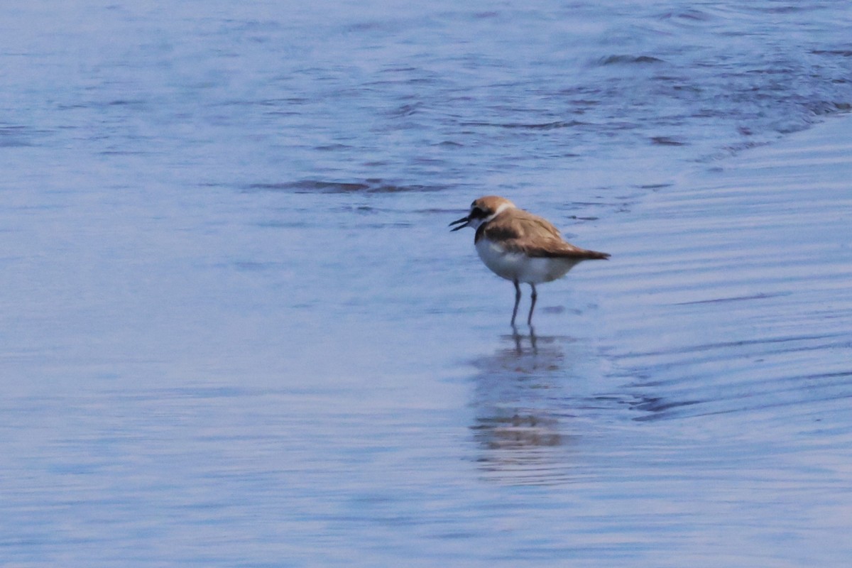 Kentish Plover - ML620791707