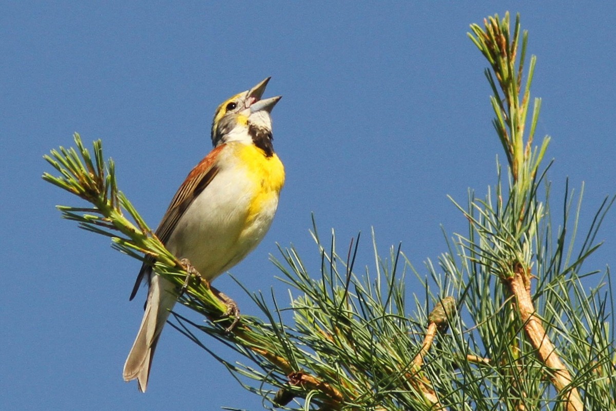 Dickcissel d'Amérique - ML620791708