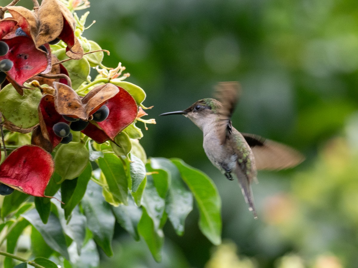 Antillean Crested Hummingbird - ML620791710