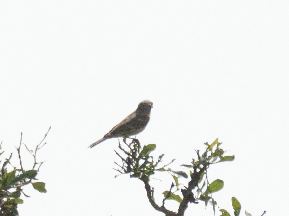 Swahili Sparrow - ML620791712