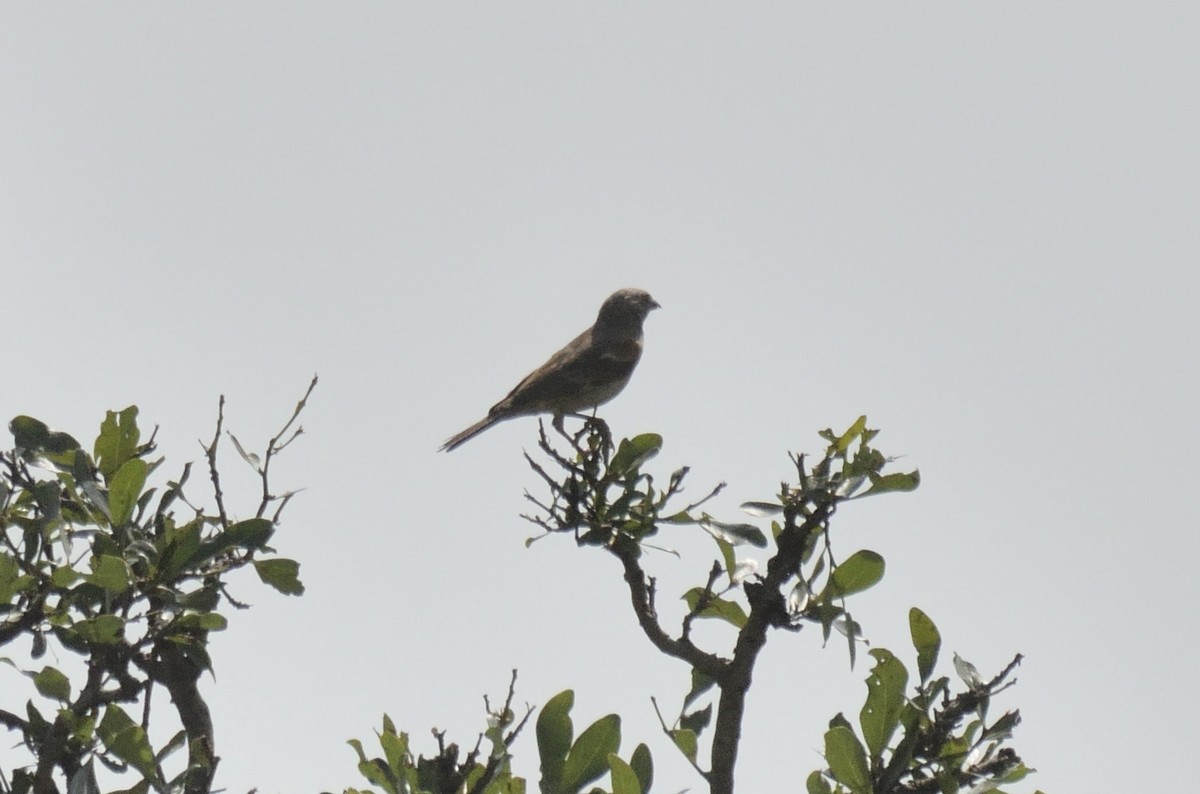 Swahili Sparrow - ML620791713