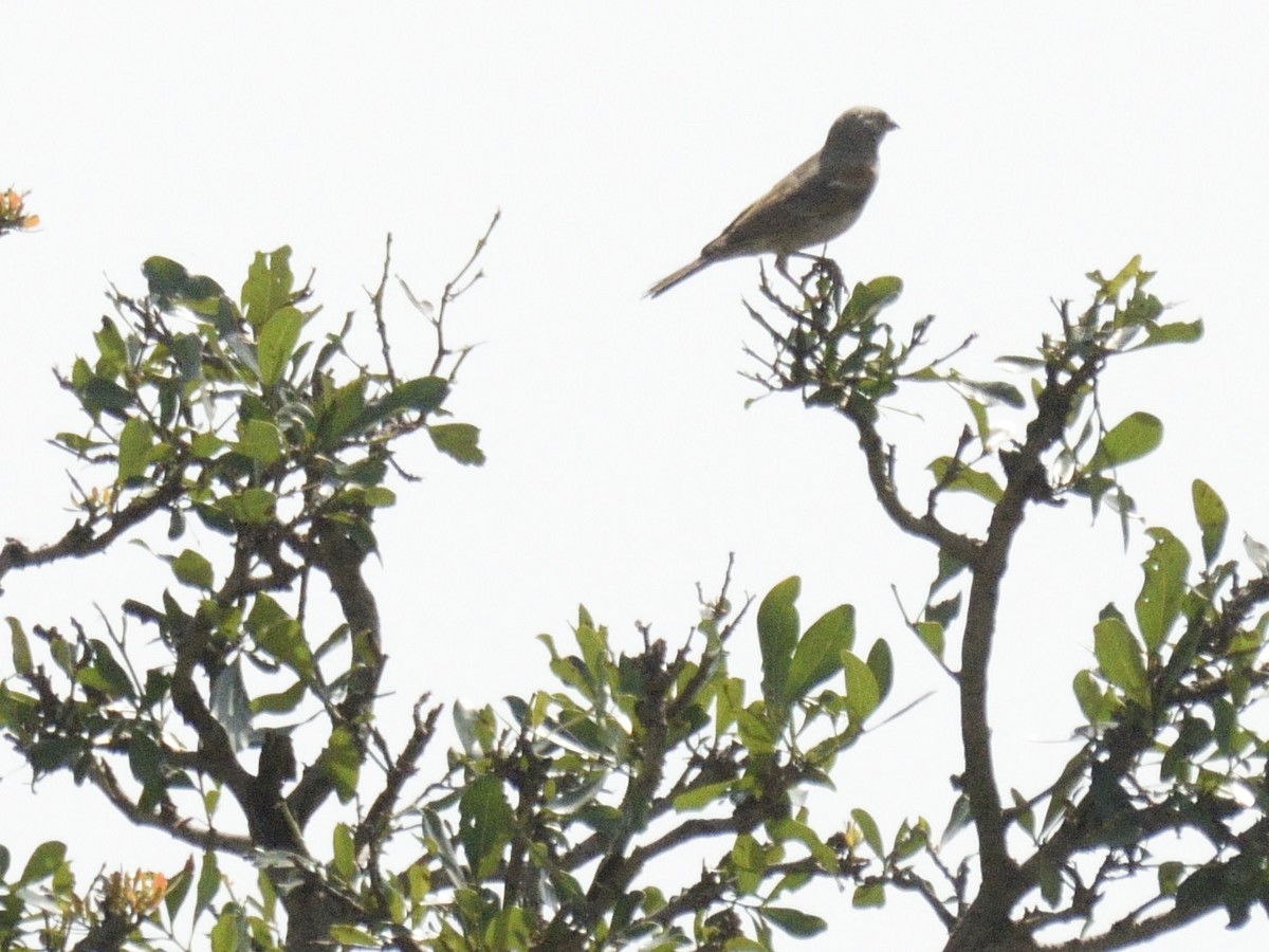 Swahili Sparrow - MAYANK NAMDEO