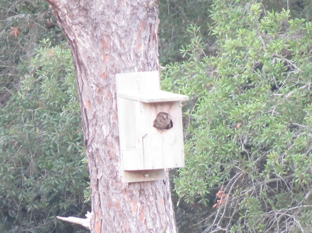 Eastern Screech-Owl - ML620791715