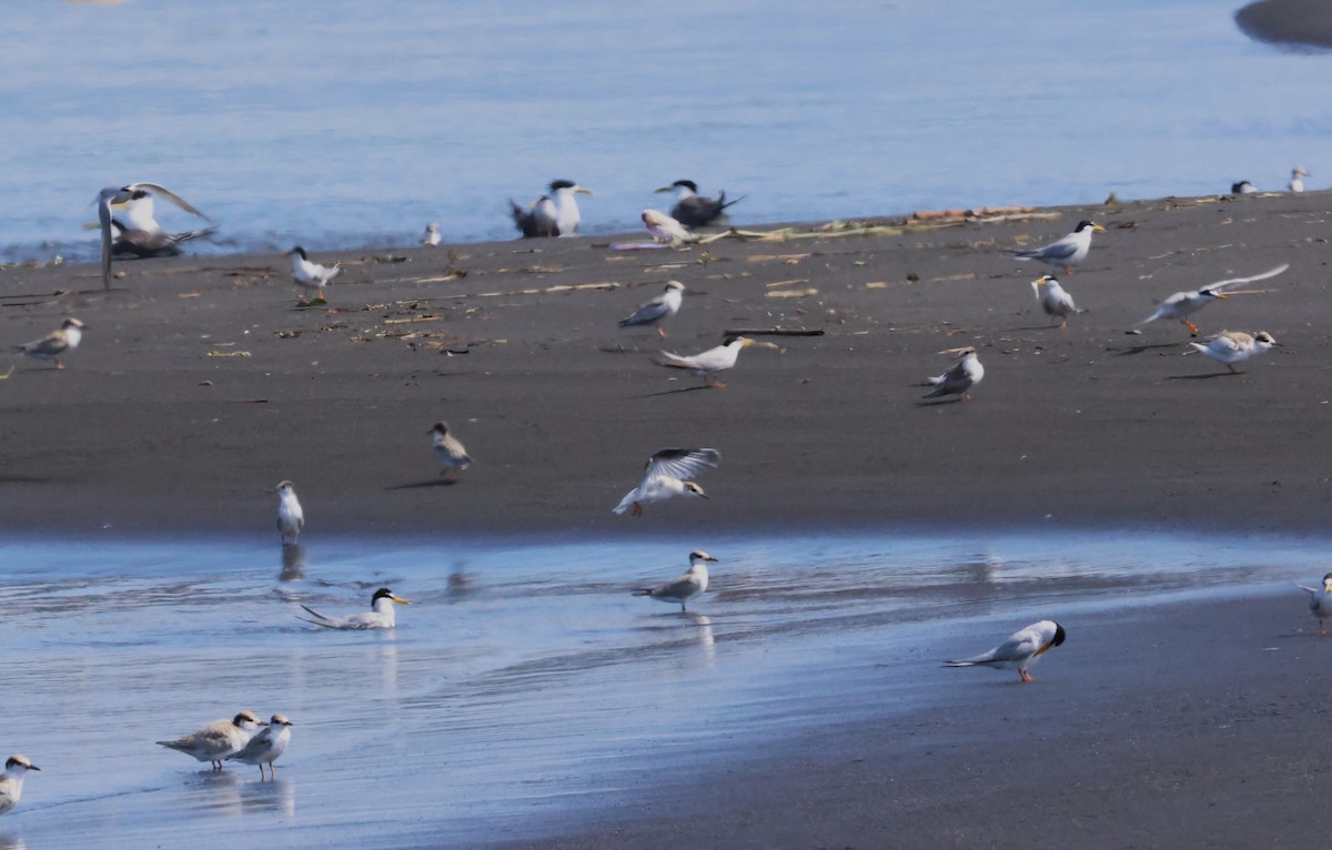 Great Crested Tern - ML620791716