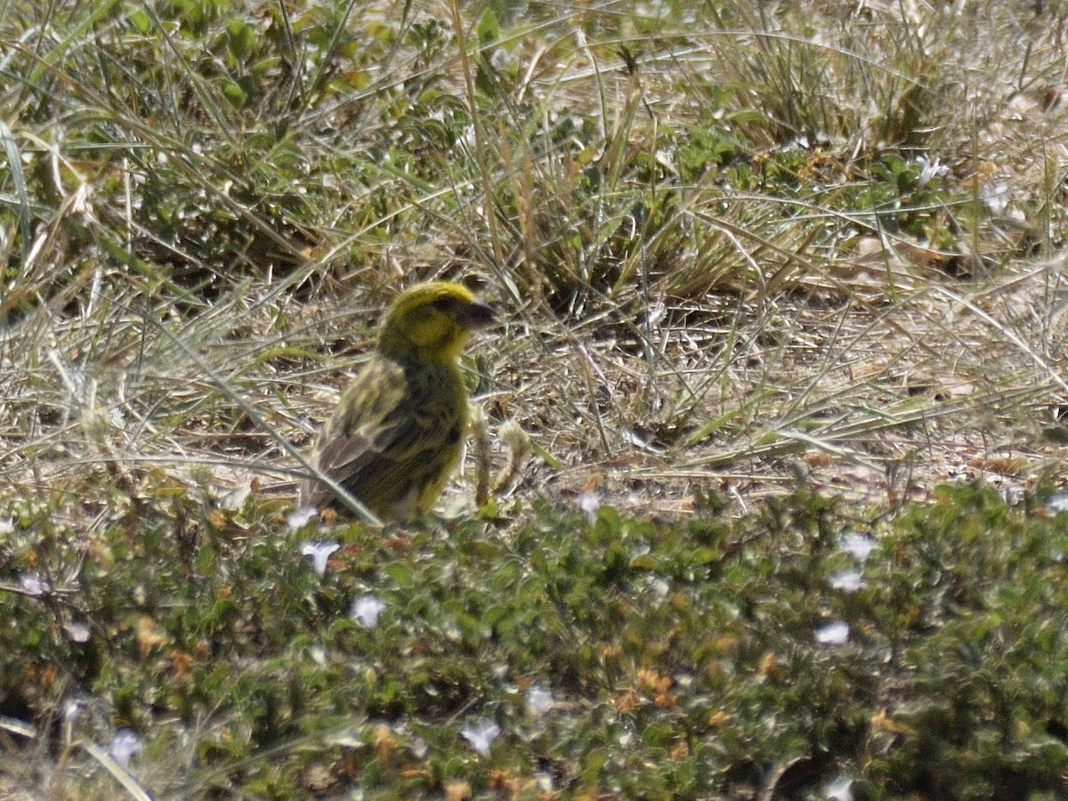 White-bellied Canary - ML620791719