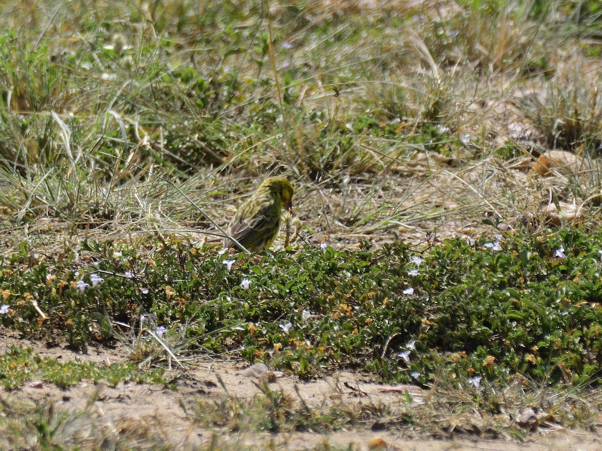 White-bellied Canary - ML620791720