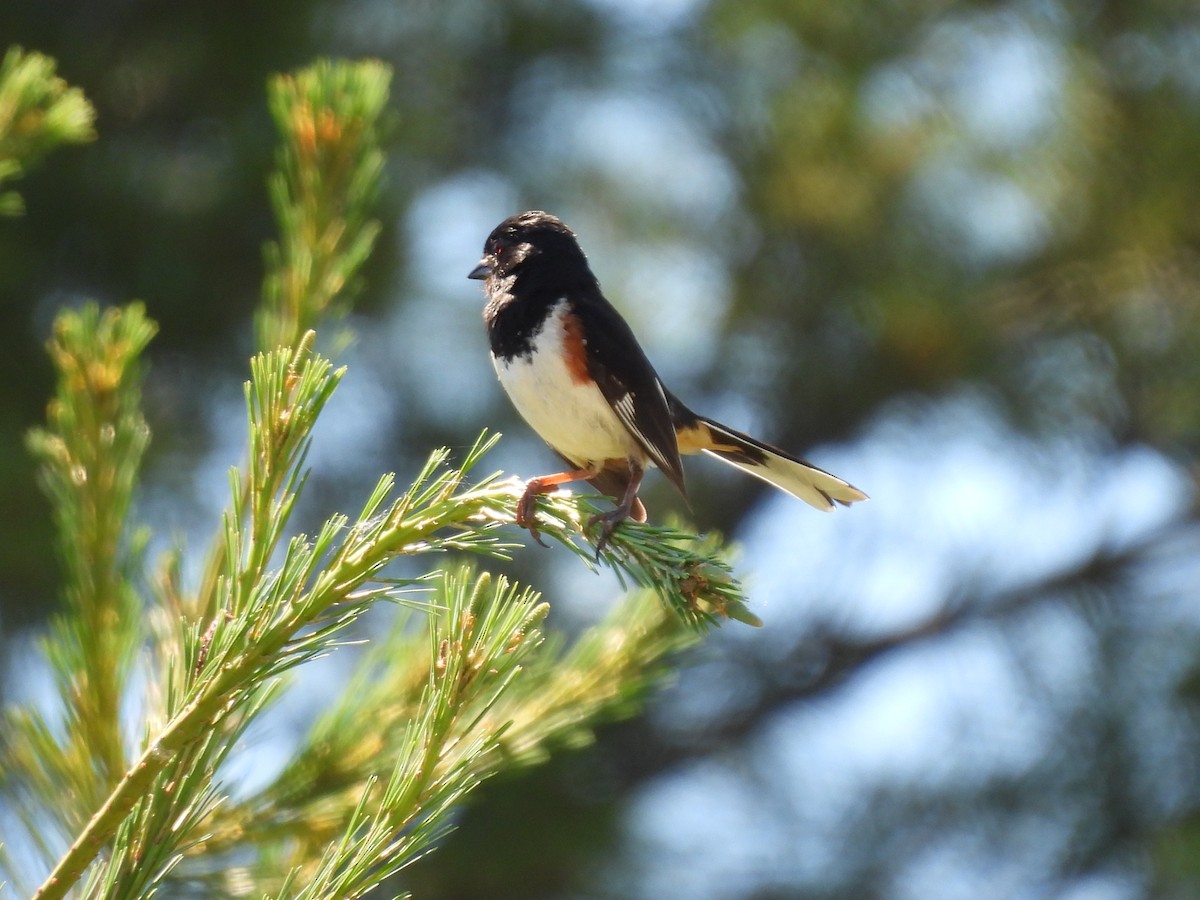 Eastern Towhee - ML620791721