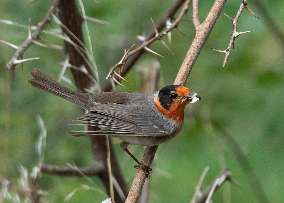 Paruline à face rouge - ML620791727