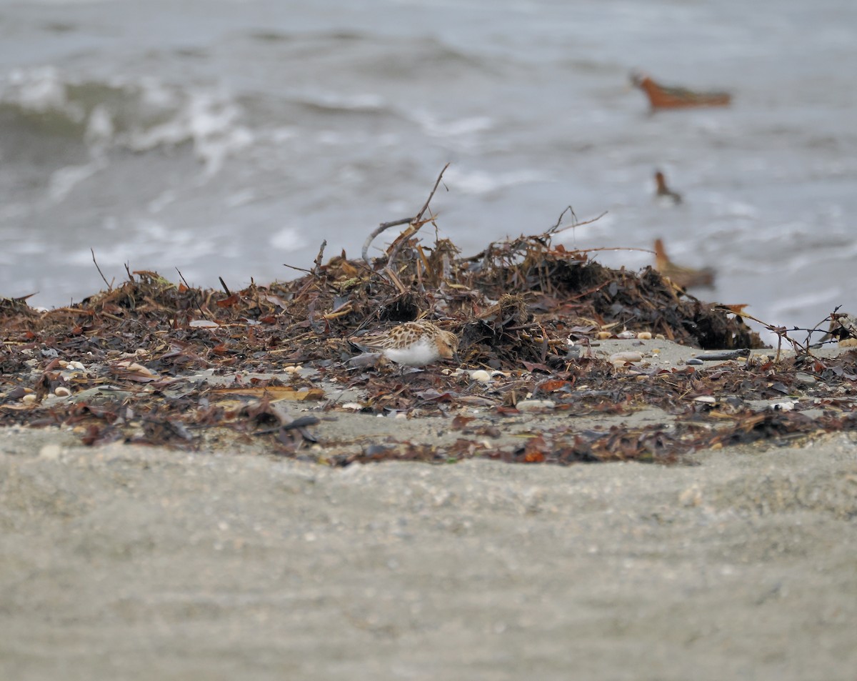 Rotkehl-Strandläufer - ML620791728