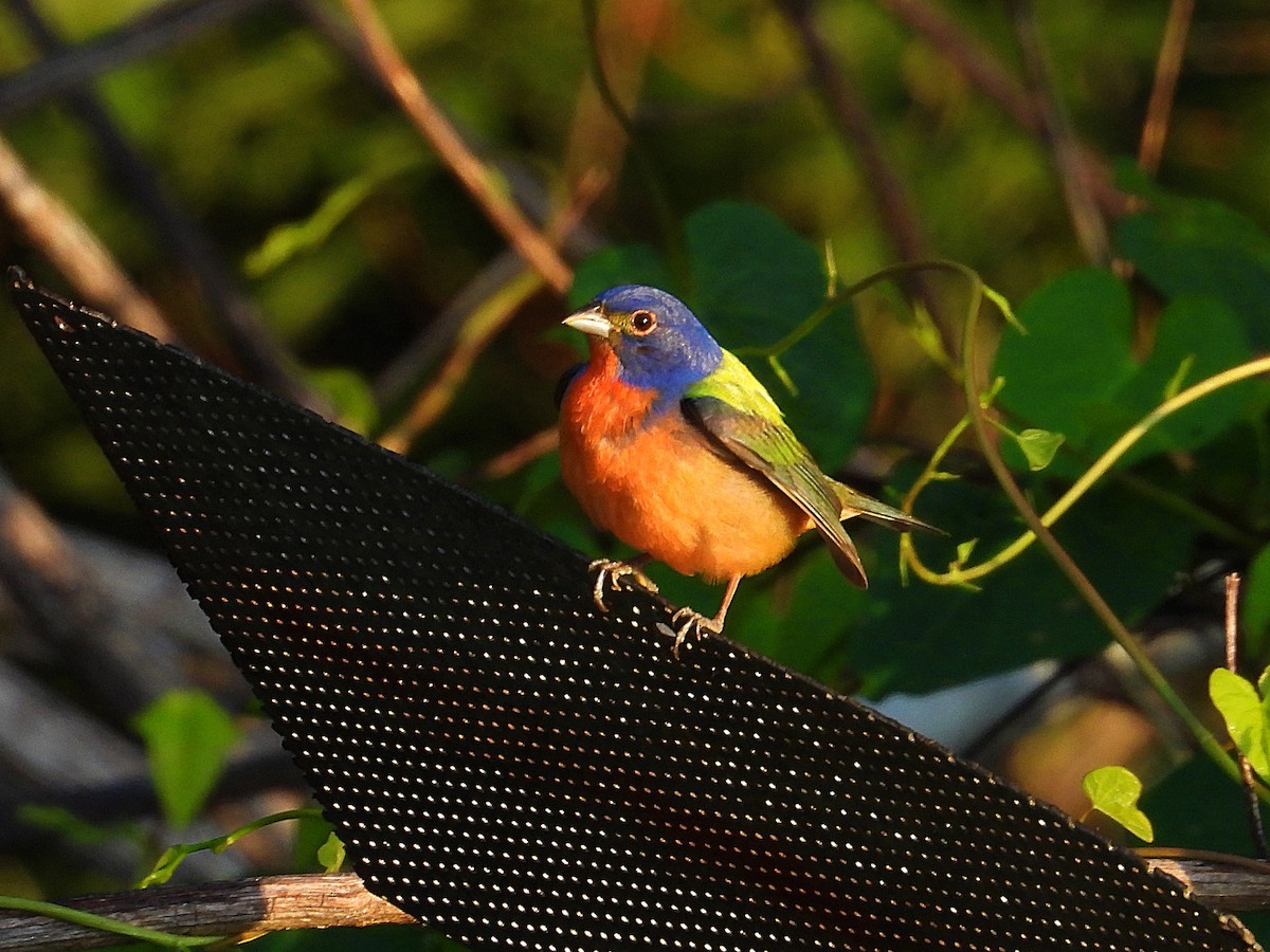 Painted Bunting - ML620791729