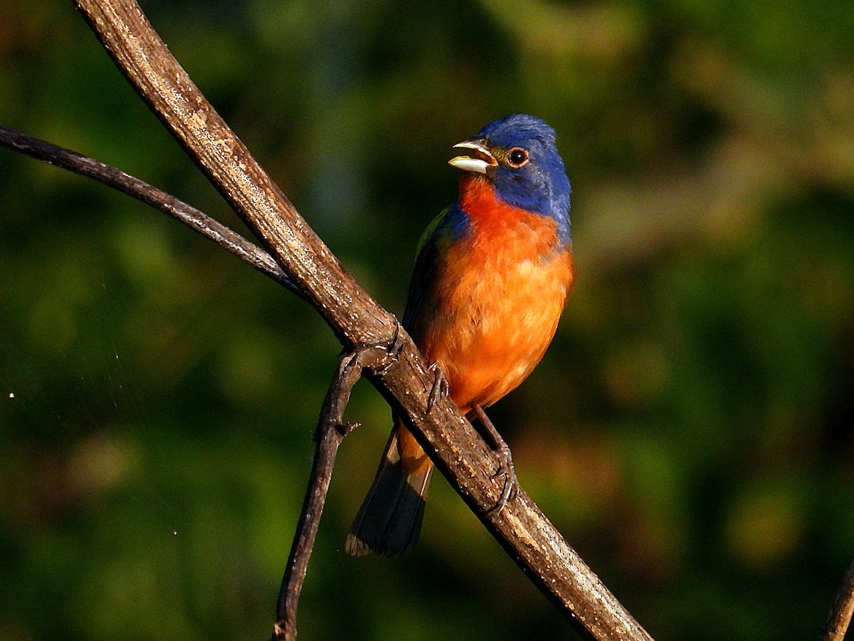 Painted Bunting - ML620791734