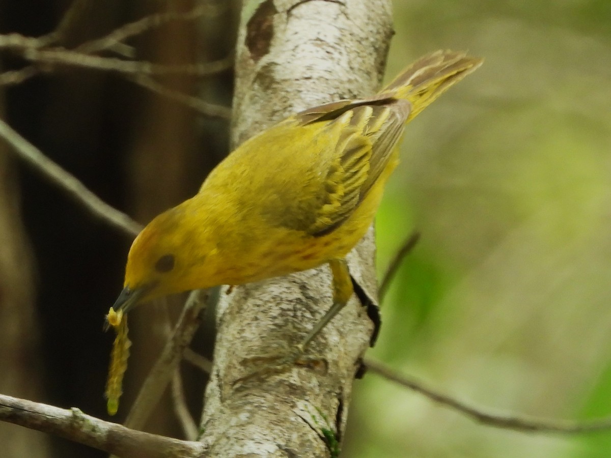 Yellow Warbler (Golden) - ML620791737