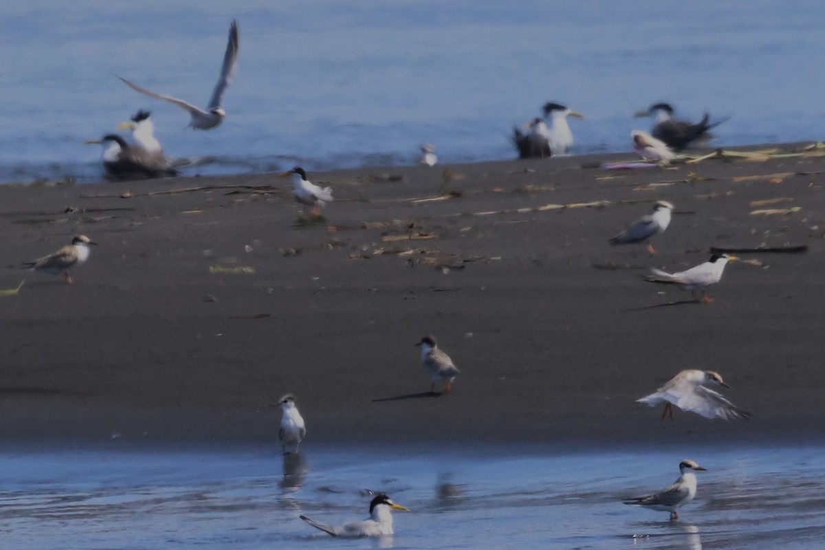 Little Tern - ML620791740