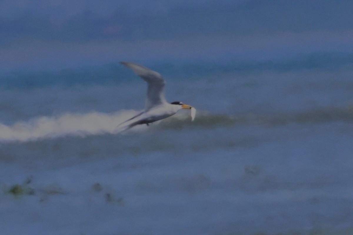 Little Tern - ML620791743