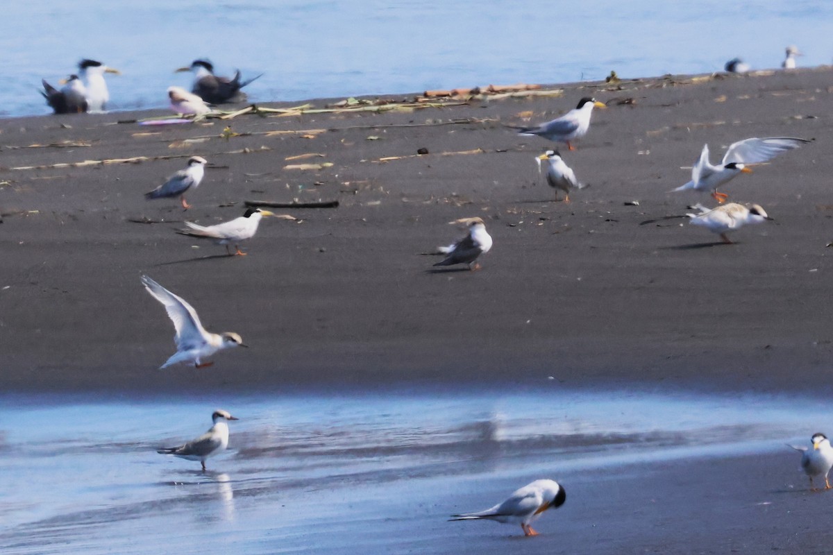 Little Tern - ML620791747