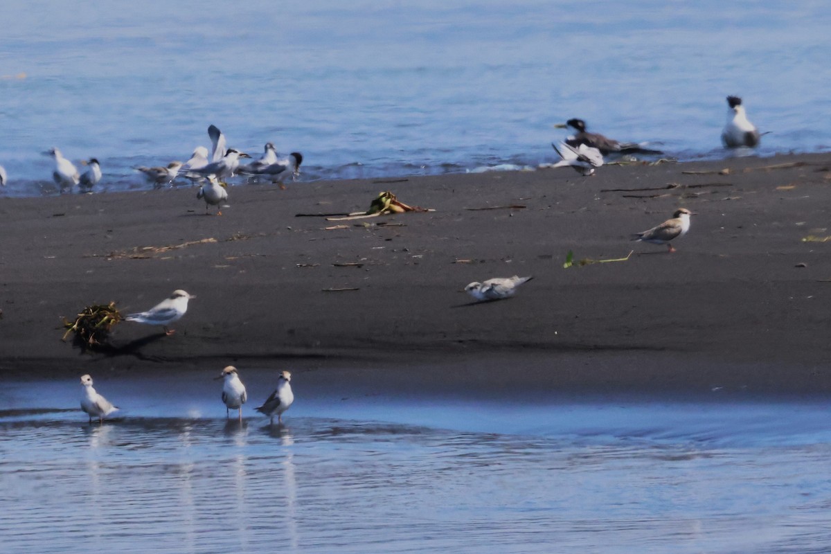 Little Tern - ML620791748