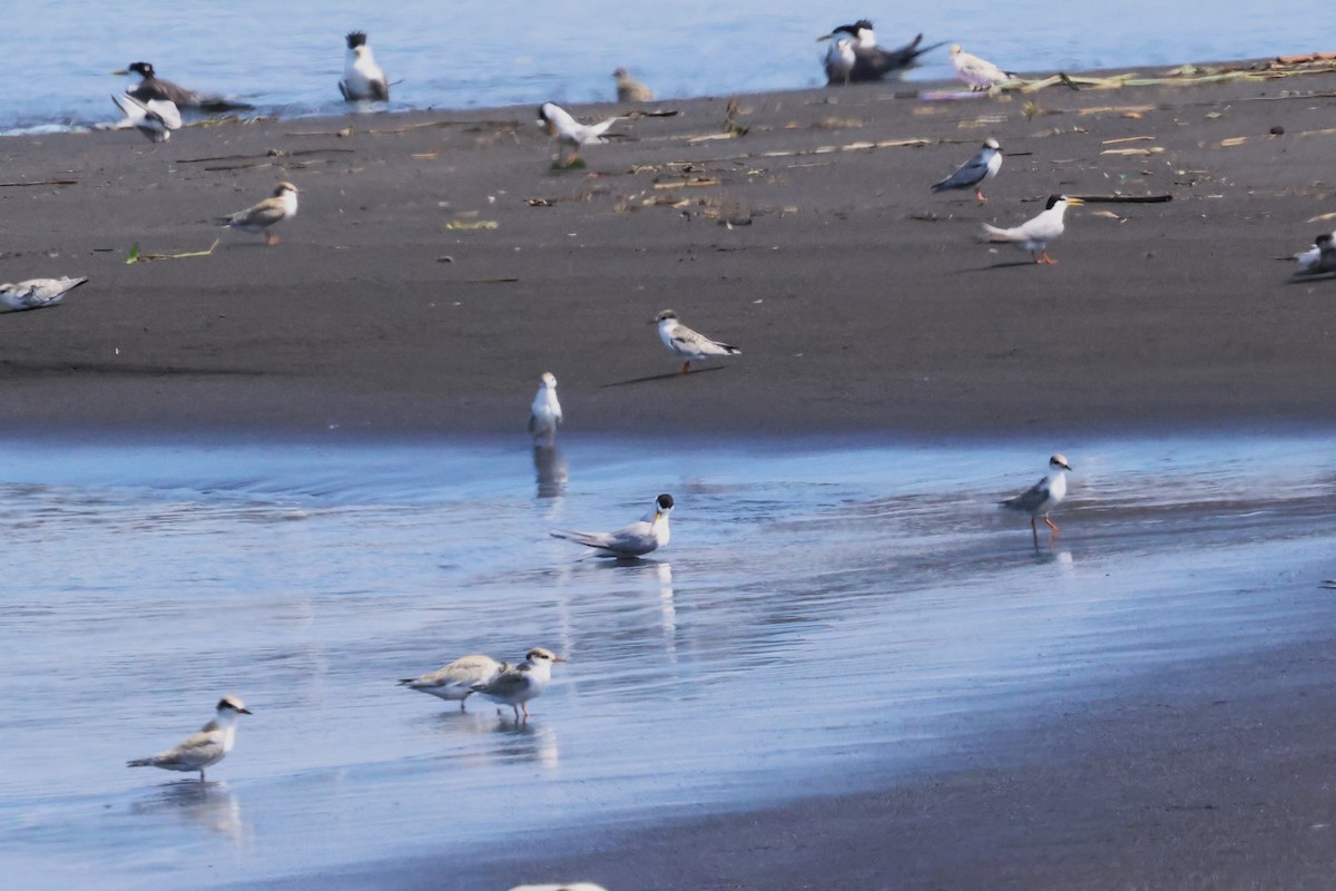 Little Tern - ML620791749