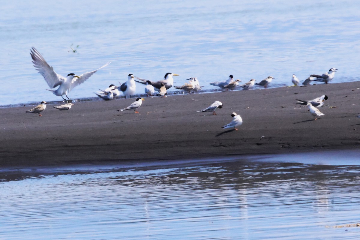 Little Tern - ML620791750