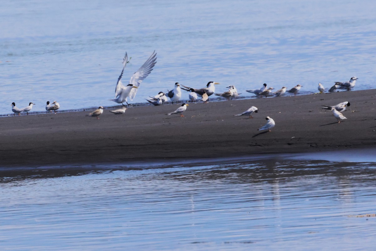 Little Tern - ML620791752