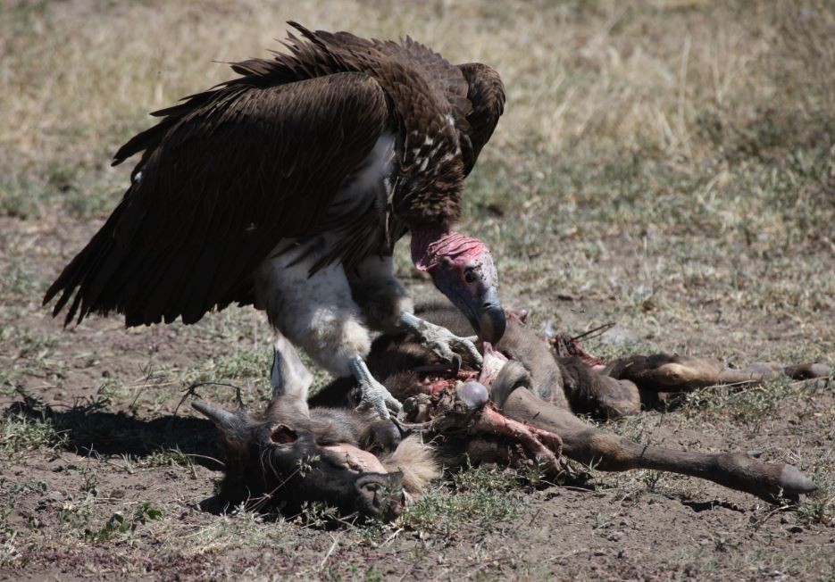 Lappet-faced Vulture - ML620791754