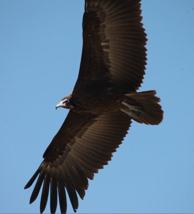 Hooded Vulture - ML620791757