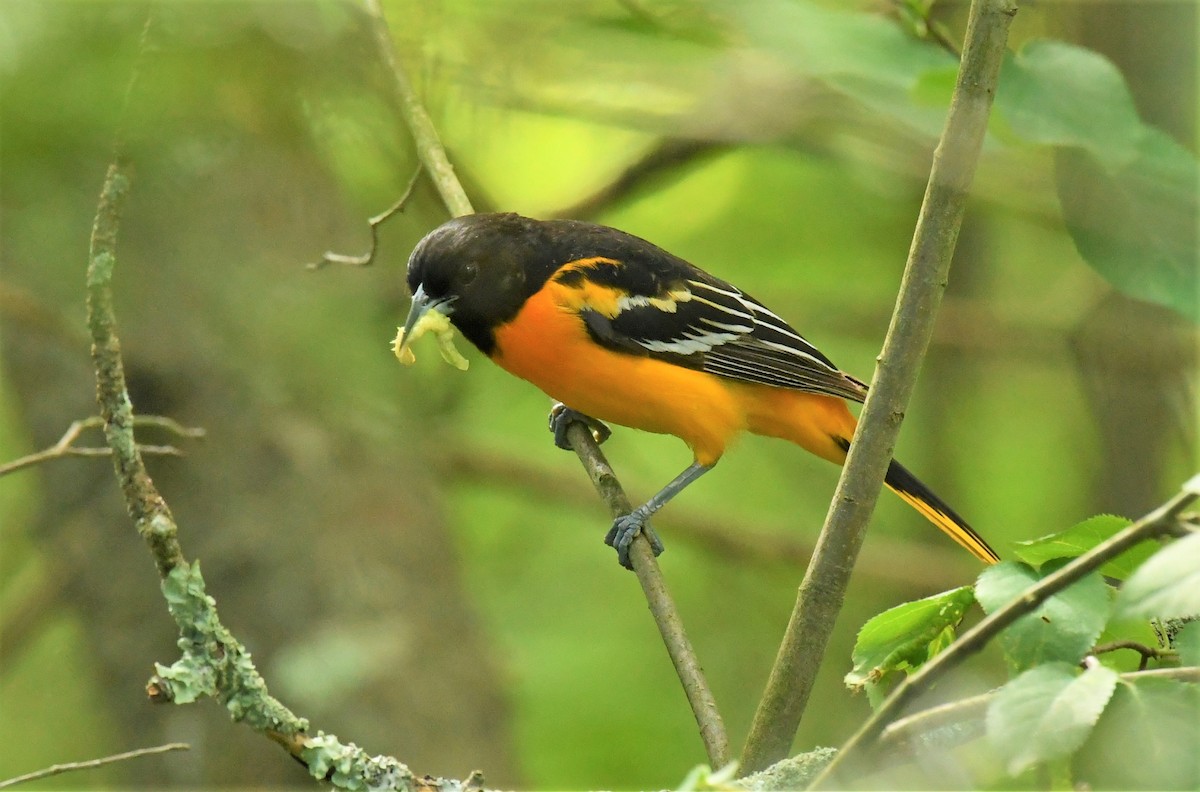 Baltimore Oriole - ML620791760