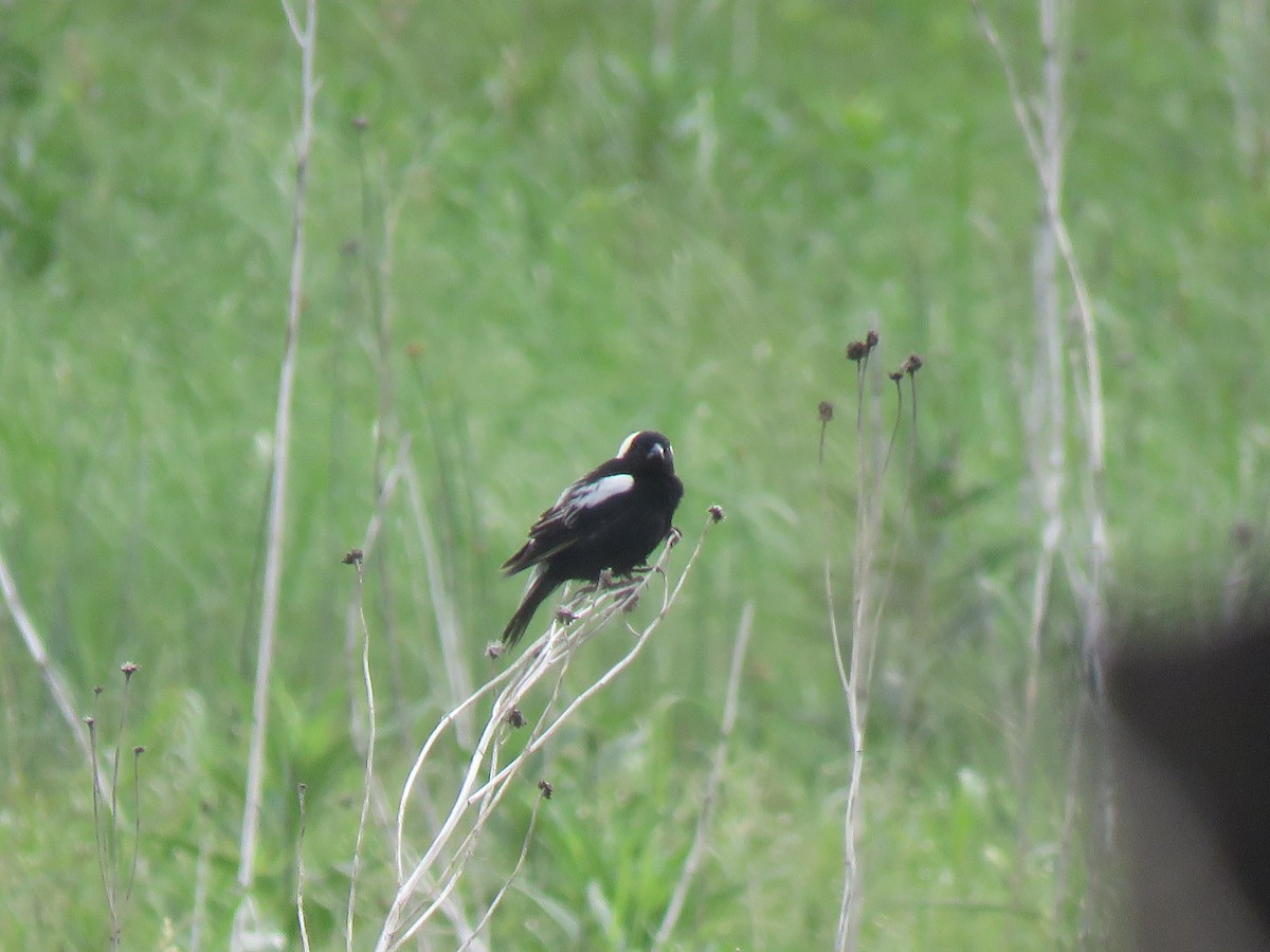 Bobolink - ML620791764