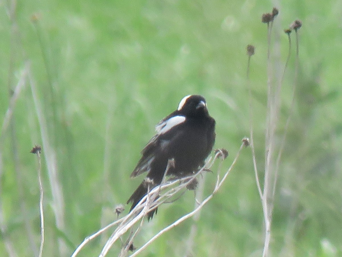 Bobolink - ML620791767