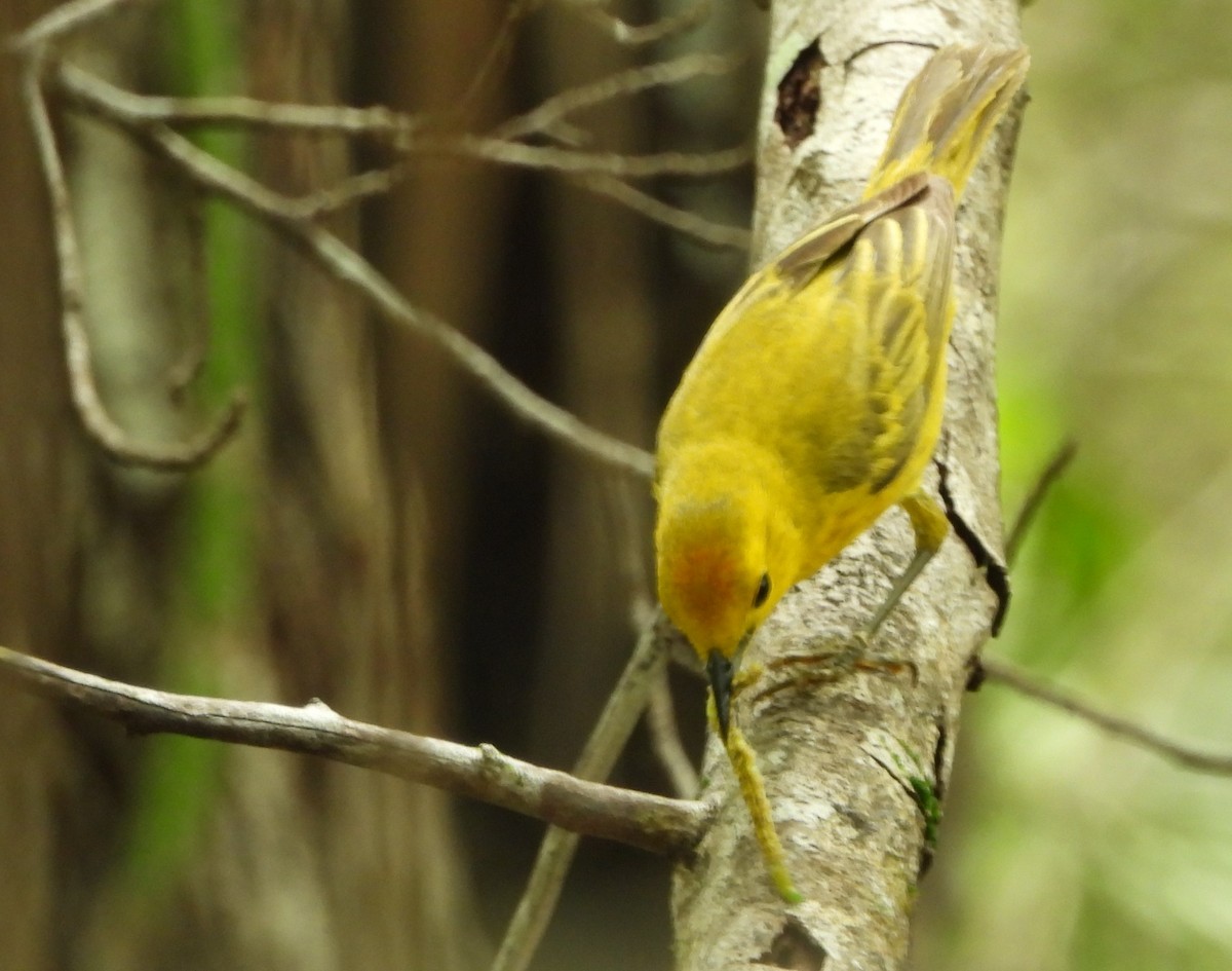 Yellow Warbler (Golden) - Kevin Rohling