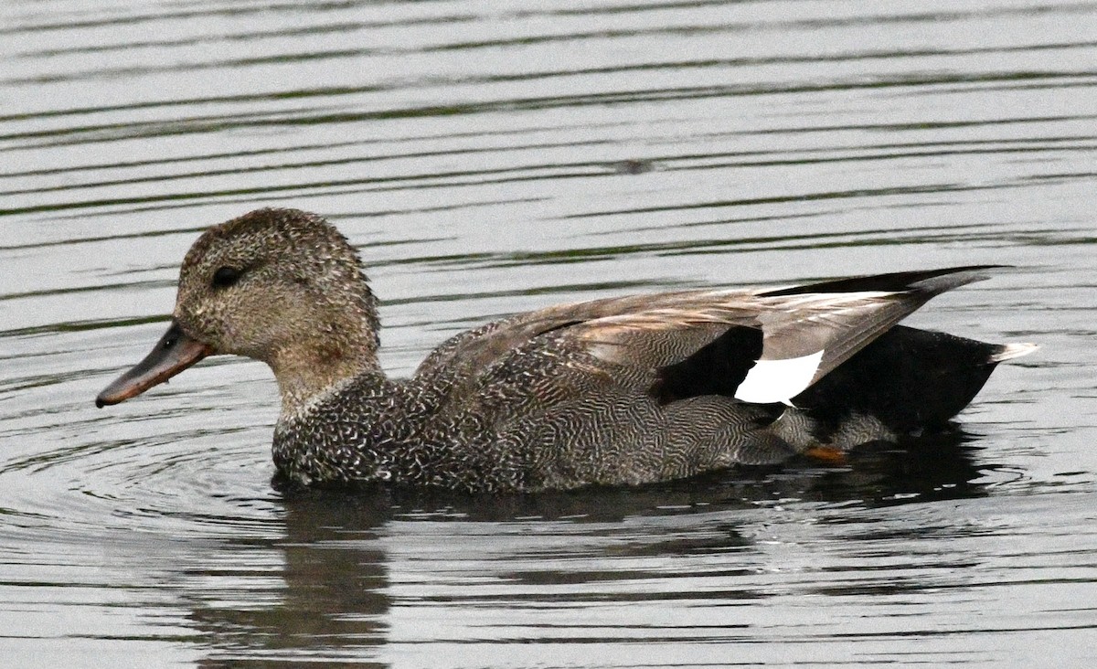 Gadwall - ML620791770