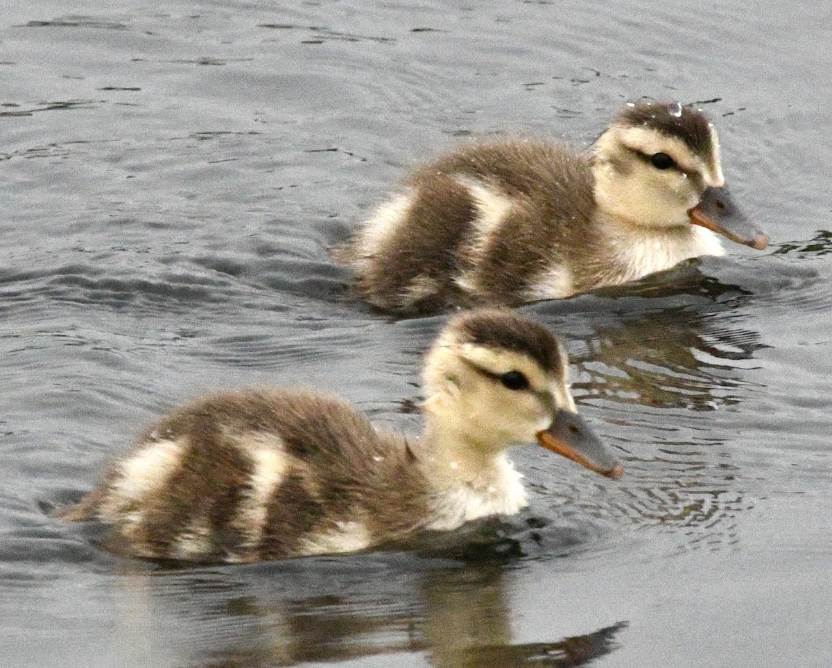 Gadwall - ML620791772