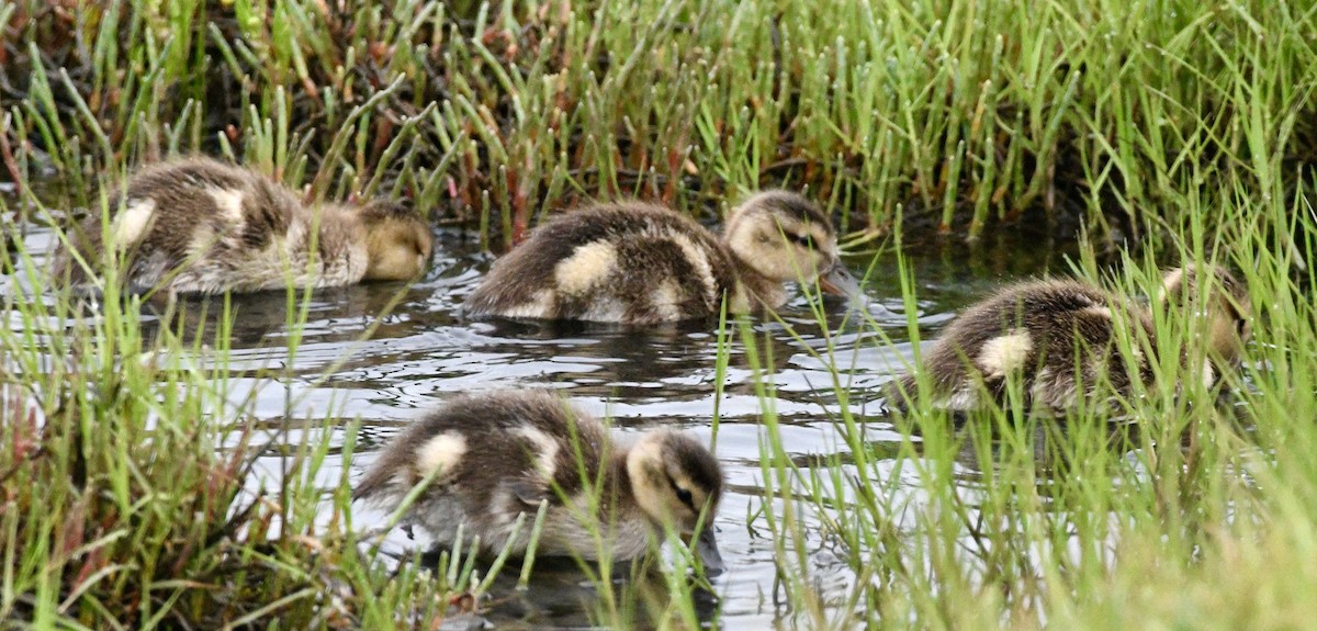 Gadwall - ML620791773