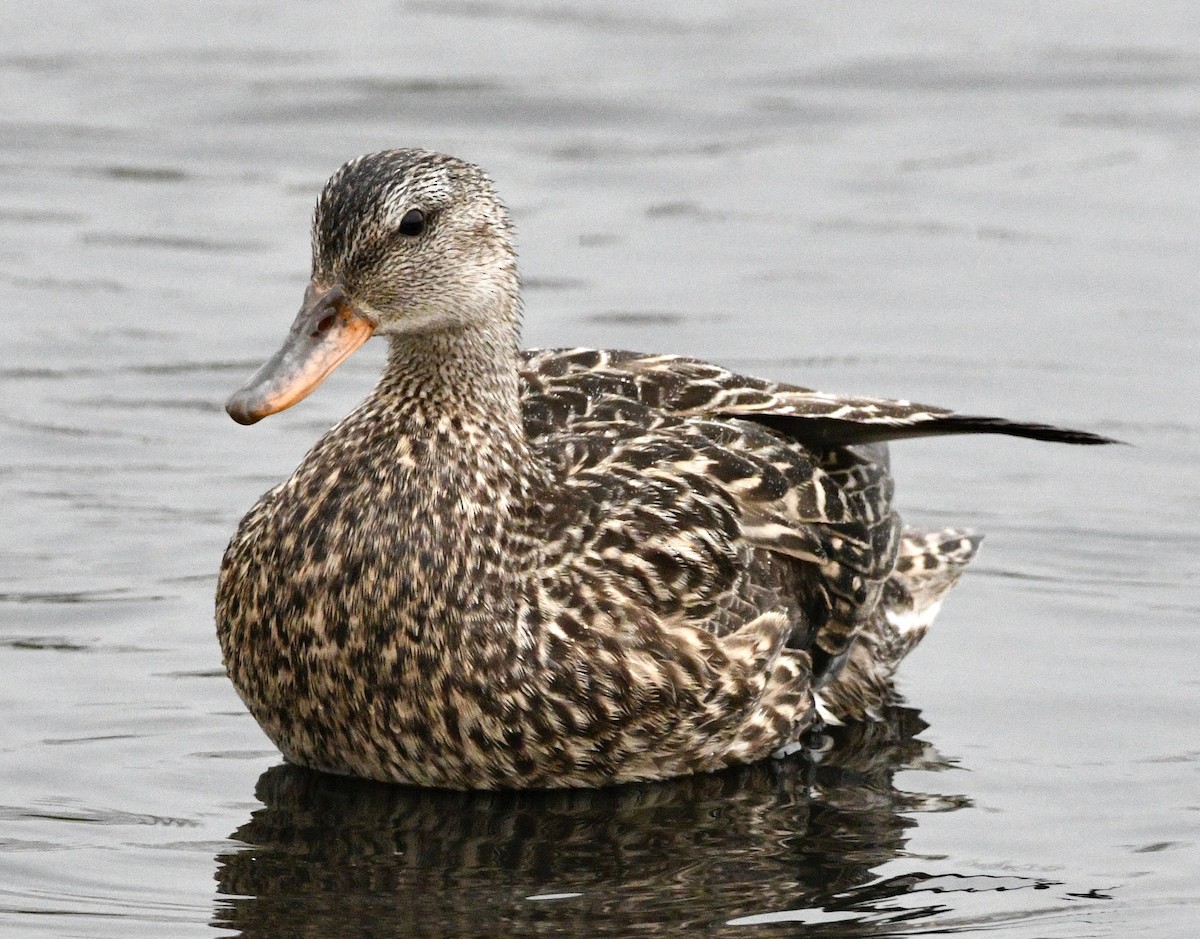 Gadwall - ML620791774